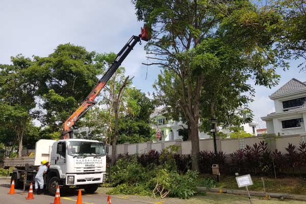 Tree cutting using lorry crane